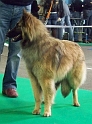 n°107 Estia Bell des loups de la tiarde 5506